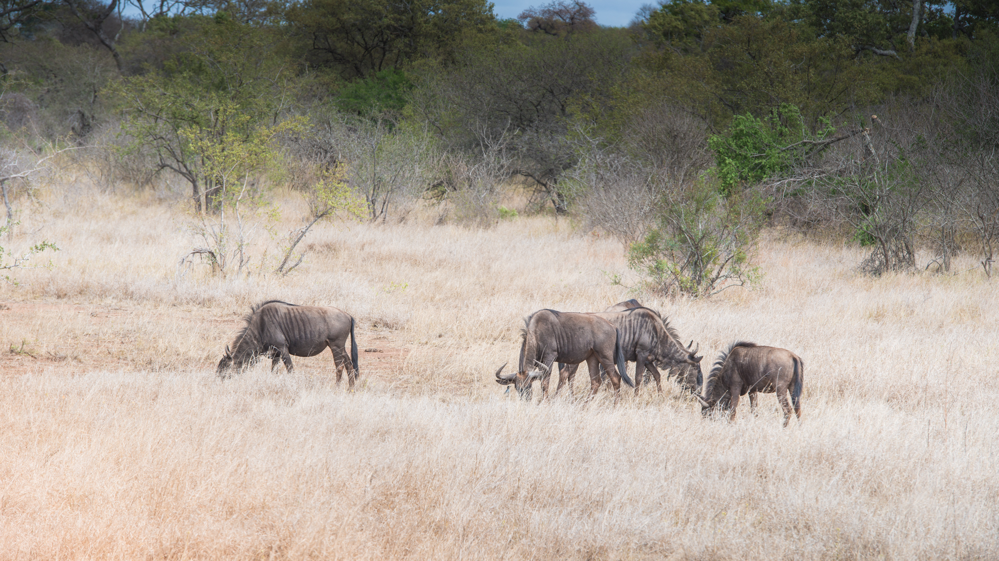 2013-10-01 Heldagstur til Kruger Nationalpark